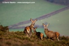 Come With Us To Exmoor - photograph by David Hawtin