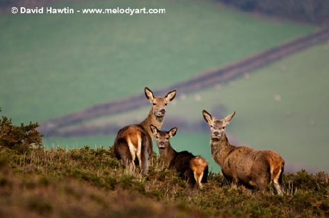 Come With Us To Exmoor - photograph, photo, Exmoor, wildlife, deer, red stag, David Hawtin