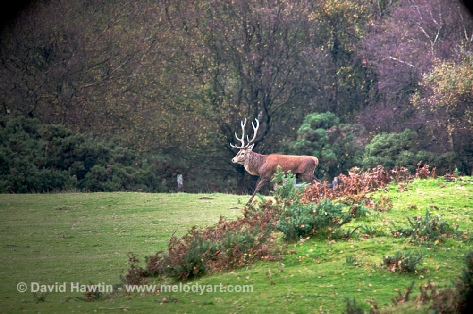 Enter The Stag - photograph, photo, Exmoor, wildlife, deer, red stag, David Hawtin