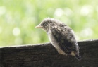 New Life - Young Kingfisher - photograph by David Hawtin