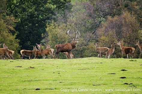 Red Stag On Exmoor - photograph, photo, Exmoor, wildlife, deer, red stag, David Hawtin