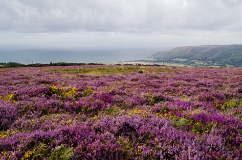 The Colour Of Exmoor - photograph, photo, landscape, Exmoor, David Hawtin