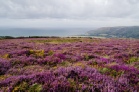 The Colour Of Exmoor - photograph by David Hawtin